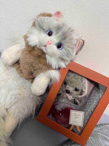 🐱：新しい家族が増えたよฅ(>ω<*ฅ)ﾆｬ🎶アタイの妹になるねฅ^>ω<^ฅ💕
とても幸せな気分だฅ(๑>ㅅ<๑)ฅにゃー！

🐶：初めまちて𐔌՞･·･՞𐦯ﾜﾝｯ
あたち、トイプードルなの(*´˘`*)
飼い主さんにムニって名前付けて貰ったよ‪´•ᴥ•`🐾‬

👩🏻：みなさん、ミヌとムニと仲良くしてください( ⑅﻿ᴗ͈ ᴗ͈)♡