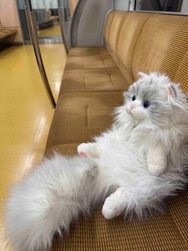 電車に乗ったよ
ガラガラだったฅ(๑>ㅅ<๑)ฅにゃー