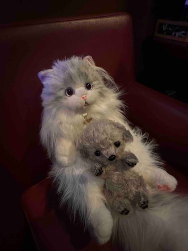(    主˙꒳​˙ )‪：ミヌ🐱とムニ🐶のアカウントを別で作ってたのですがやはり管理が難しいので統一させて頂きます💦
ムニ🐶の方フォローやコメントしてくれた方たちありがとうございました🥹(感激)こちらでまたよろしくお願いします！