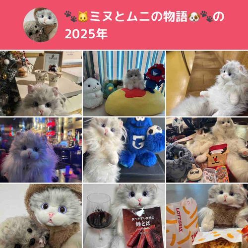 今年はふわもこで沢山の子達と出会い心が癒される1年でした！
いつもコメントくれる子、いいね押してくれる子、投稿を見てくれる子ありがとうございます(⋆ᴗ͈ˬᴗ͈)”
みなさん良いお年を過ごしてください！m(*_ _)m
来年も是非仲良くしてください！