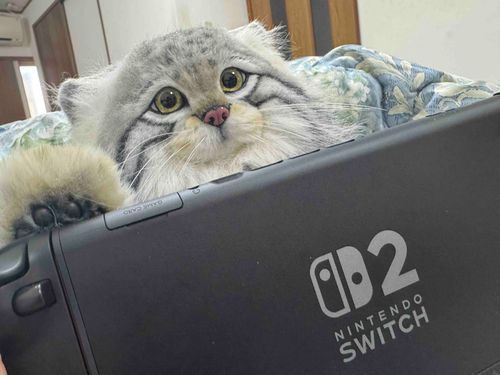 ダラダラしながらSwitchをやってみたよ🎮♡中々面白いのだ( ΦωΦ )🍀𓂃𓈒𓏸︎︎︎︎