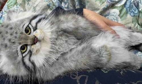 飼い主に抱っこしてもらえたの( ΦωΦ )🍀✨️