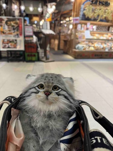 2月22日！！ねこの日( ΦωΦ )🐾🍀.*
お出かけして来たよ🚗³₃