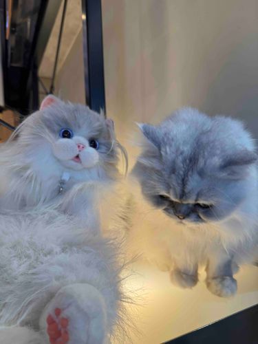 本日はねこの日とのことฅ(>ω<*ฅ)ﾆｬ🎶
いっぱい遊んできたよﾆｬ───(ฅ°͈ꈊ°͈ฅ)───ｲ