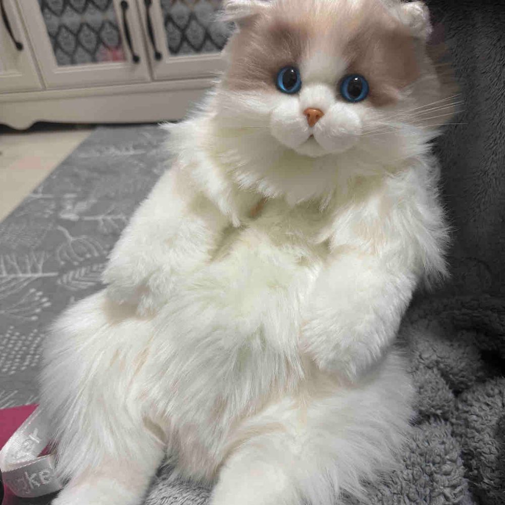 本日はねこの日とのことฅ(>ω<*ฅ)ﾆｬ🎶
いっぱい遊んできたよﾆｬ───(ฅ°͈ꈊ°͈ฅ)───ｲ