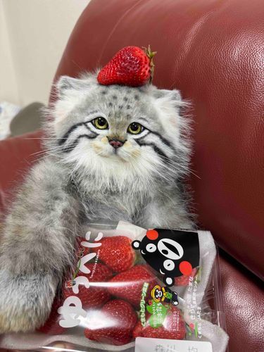 今日はイチゴ🍓食べました(*ΦωΦ*)🍀.*