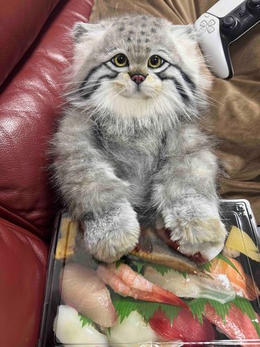 わたしのお寿司(*ΦωΦ*)！！