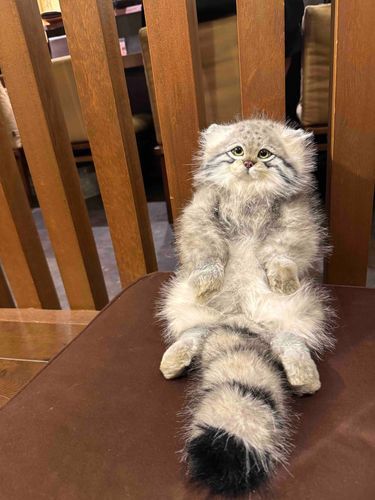 今日は飼い主の誕生日でした🎂
ケーキと一緒に撮るの忘れてたよ🥹