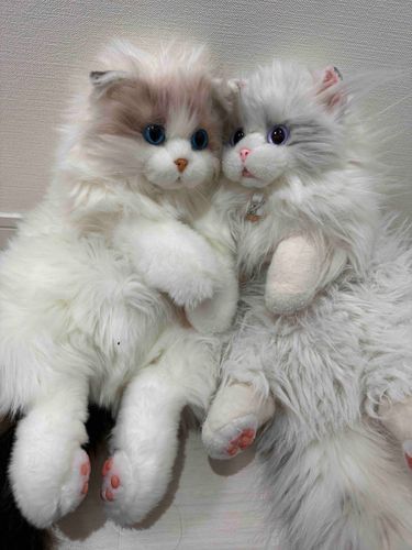 今日寒いよぉおお:(´◦ω◦｀):ﾌﾟﾙﾌﾟﾙ
ミヌ：温めてฅ(๑>ㅅ<๑)ฅにゃー
シエル：わたしも温めてよぉ(ฅ^> ·̫ <^ฅ)