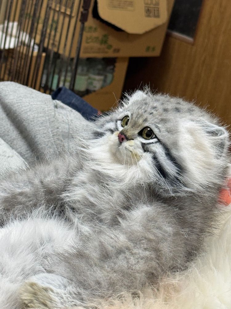 グータラしてます(*ΦωΦ*)( '-'  )ﾇ-ﾝ