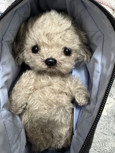 皆様お久しぶりです(*´˘`*)
お元気でしたか？🐶🍼
私は少々体調を崩していましたが、やっと回復に至り今は元気です！
今日は雨☔️ですね😢
歯医者に行かなきゃだけど一緒にお散歩行こうね