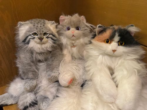 2枚目はぬいともさんが作ってくれました✨️
#猫オフ会
