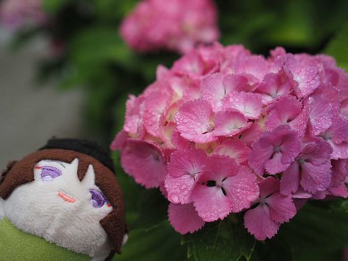 あじさい(⁠｡⁠･⁠ω⁠･⁠｡⁠)⁠ﾉ⁠