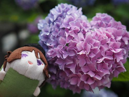 あじさい💜
