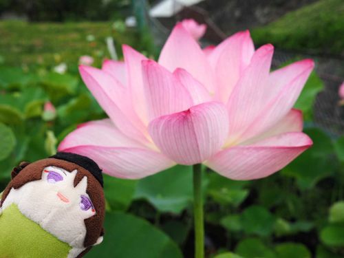 はすー(⁠｡⁠･⁠ω⁠･⁠｡⁠)⁠ﾉ⁠