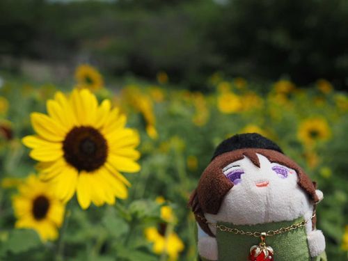 ひまわり🌻