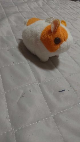 はしるよはむたろう