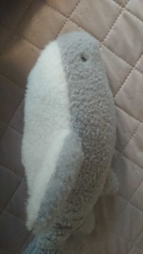 さめだよー