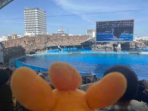 シャチが飛んでるよ！