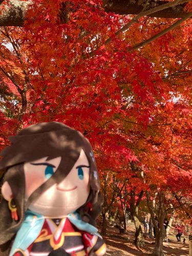 紅葉をたのしんできた！🍁