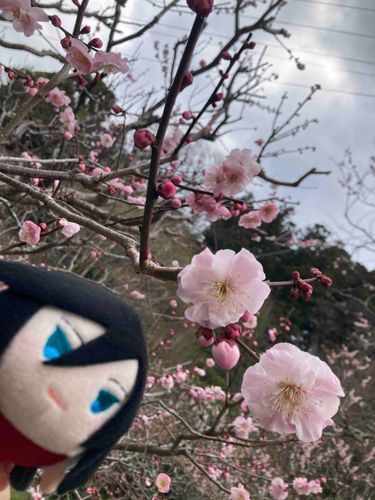 梅をみてきた！