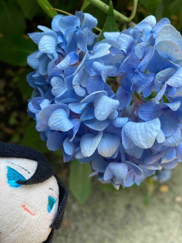 ちょっとみごろはすぎちまったけど
ことしもみにいけたぜ