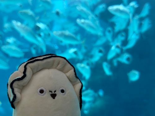 おさかなと牡蠣🐟🦪