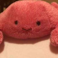 かにかも