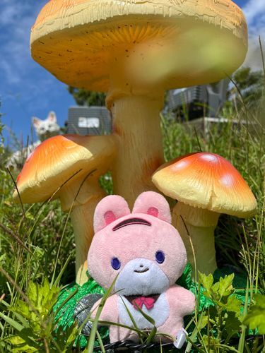 でっかいきのこ