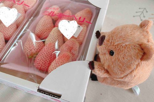 しろいいちごをもらったのー！
とても美味しそうなの🍓