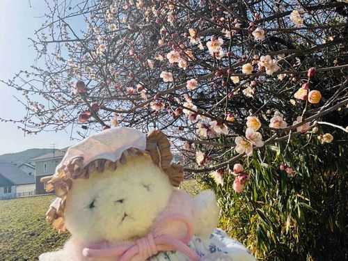 うめのはながさいていたよ！はるだねえ
