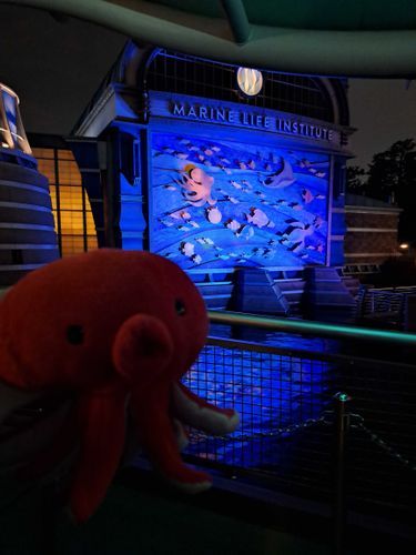 故郷に帰った🐙