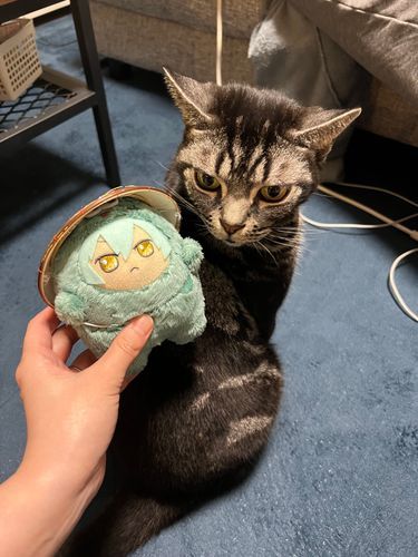 怪訝なあめぴとフンスなはるちゃん