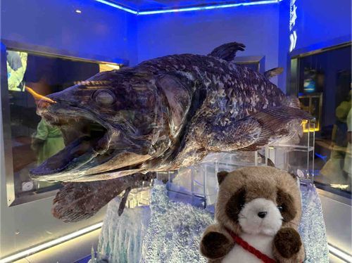 沼津深海水族館で冷凍シーラカンスに圧倒されるたぬ