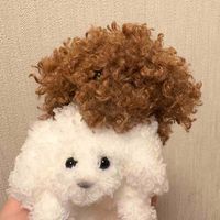 わんころとそのなかまたち