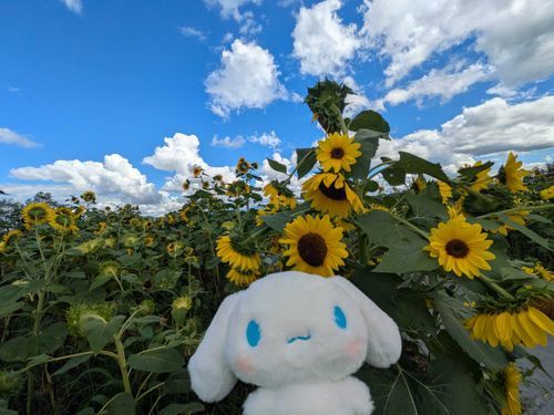黄色いお花畑は真っ白な雲の下