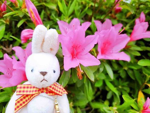 人間がこうえんにつれていってくれたよ！もうつつじのじきなんだね！