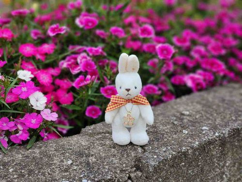 うつくしいはなと、うつくしいわたしのきょうえん。