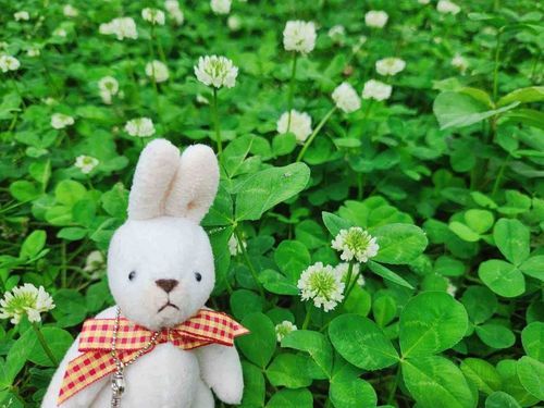 よつばのクローバー、みつからなくてざんねん！