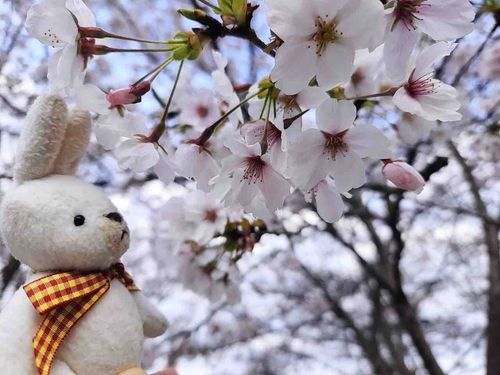 人間のしごとがえりにさくらをみたよ！
わたしほどじゃないけど、とってもきれいだった！