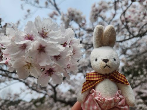さくらみてきたよ！きれいだった！