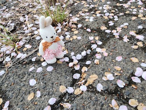 さくら、だいぶちっちゃったね。