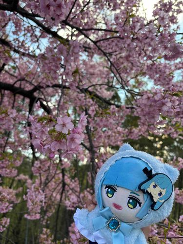 2度目の河津桜さん!!
眠気がとてつもなく
きているのでメイクを落として
歯を磨いたら寝ようと思います(  ֊  ̫ ֊)💤💭

最近お返事が遅くて
申し訳ないです😭
メンブレがすごくて
ぼーっと過ごしてしまうことが
増えてしまいました🥲
今月末病院に行ける予定なので
早くお薬もらいたい一心です＞＜