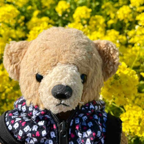 2013.3.9
39（さんきゅう）ちゃん13歳です🧸
よろしくお願いします🌼
