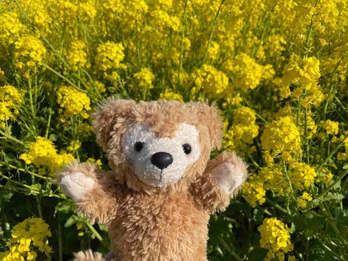 菜の花見たダフ🌼