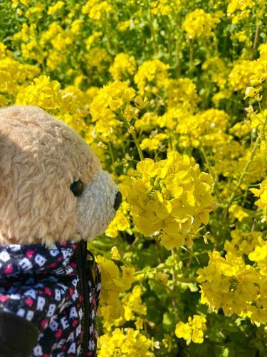 菜の花見たよ〜🌼
春のにおいがしたよ🧸✨