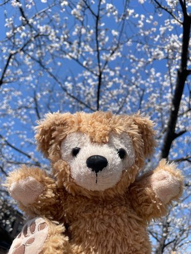 お花見しに来たダフ🌸
桜キレイダフ♪
今日3/27は『さくらの日』なんだって！昨日初めて知ったダフ💡