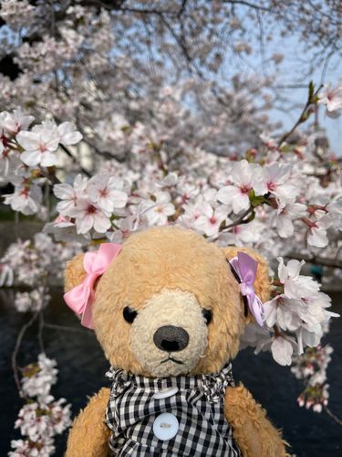桜とっても綺麗だったくま🧸🌸