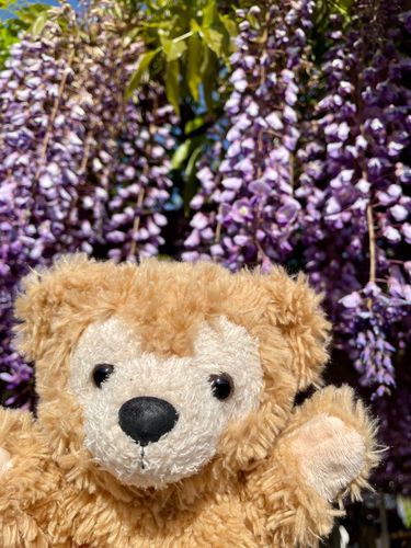 藤の花見たダフ〜🧸✨
ぶどう🍇みたいダフ🤤