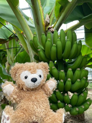 バナナがたくさんダフ〜🍌🧸💕